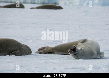 Antarctica, Bellingshausen Sea, Carroll Inlet. Crabeater seal with mouth open on sea ice. Stock Photo