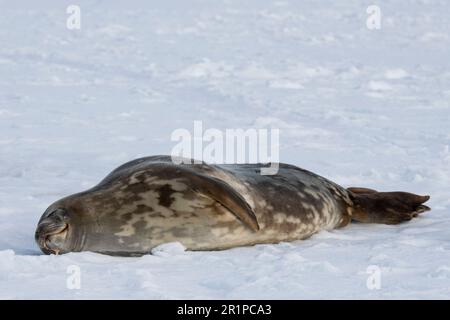 Antarctica, Bellingshausen Sea, Carroll Inlet. Weddell seal on sea ice. Stock Photo