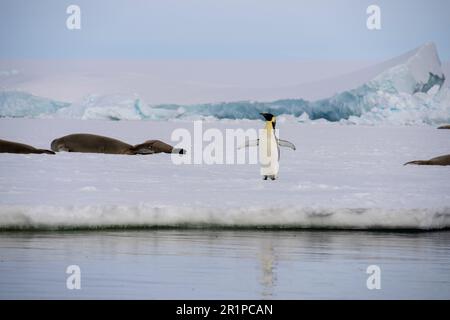 Antarctica, Bellingshausen Sea, Carroll Inlet. Crabeater seals on sea ice with emperor penguin. Stock Photo
