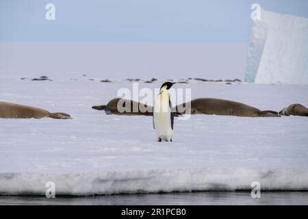 Antarctica, Bellingshausen Sea, Carroll Inlet. Crabeater seals on sea ice with emperor penguin. Stock Photo