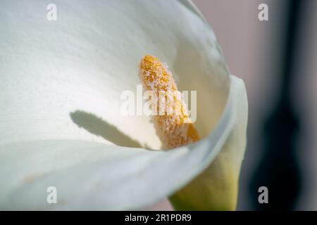 Zantedeschia aethiopica, Calla Lily Flower Stock Photo
