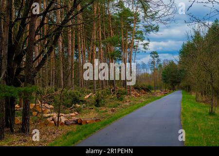 Freshly felled pine trees in a forest next to a bike path in Germany in spring Stock Photo