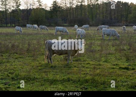 White cows in autumn on a green meadow in Germany Stock Photo