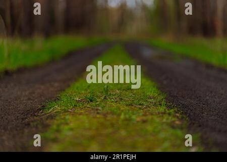 Forest road for forestry vehicles in spring, shallow depth of field, fuzzy bokeh Stock Photo