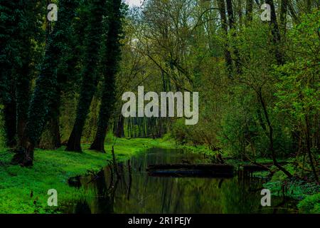 River in a forest in spring with lots of water after three rainy days Stock Photo