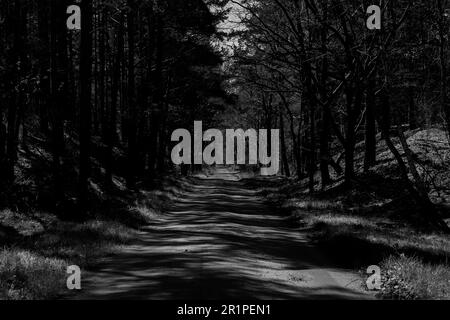 Forest road for forestry vehicles on a sunny day in a mixed forest, black and white photography Stock Photo