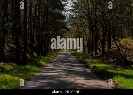 Forest road for forestry vehicles on a sunny day in a mixed forest Stock Photo