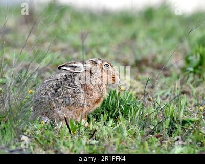 brown hare Stock Photo