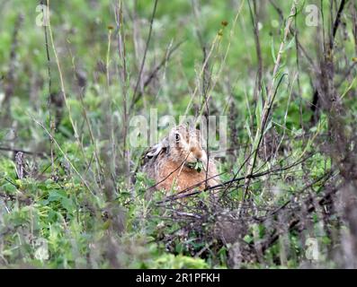 brown hare Stock Photo