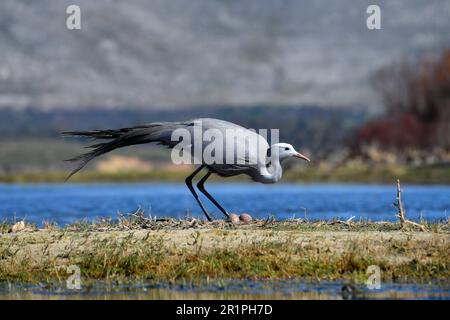 Blue Crane [Anthropoides paradiseus] about to incubate the two eggs in its nest, Bot River wetland, Overberg, South Africa. Stock Photo