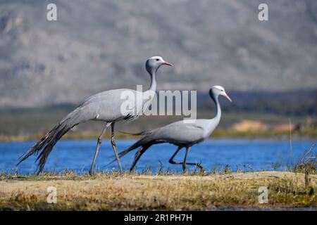 Blue Cranes [Anthropoides paradiseus] near their nesting site in the Bot River wetland, Overberg, South Africa. Stock Photo
