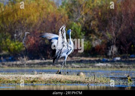 Blue Crane [Anthropoides paradiseus] display dance near the nesting site, Bot River wetland, Overberg, South Africa. Stock Photo