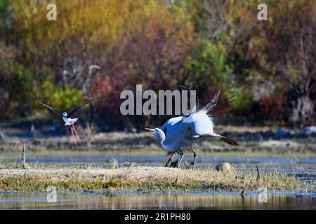 Blue Crane [Anthropoides paradiseus] display near the nesting site, Bot River wetland, Overberg, South Africa. Stock Photo