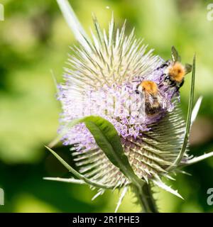 Bumblebee, nectar, suck, wild card, Dipsacus fullonum, thistle, plant, botany, summer, nature, summer flower, Zella, Thuringia, Germany, Stock Photo