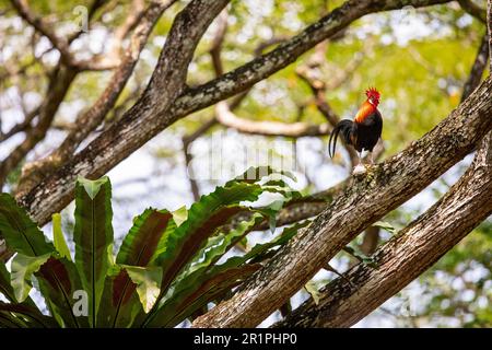 A red junglefowl rooster perches beneath the canopy of a monkey pod tree in a coastal park, Singapore Stock Photo