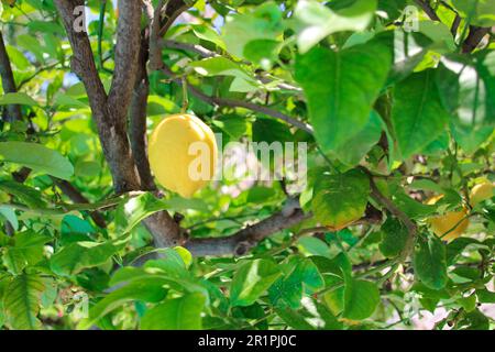 Ripe lemon on tree, lemon tree, close up, spring, Lindos, Rhodes, Greece, Europe Stock Photo