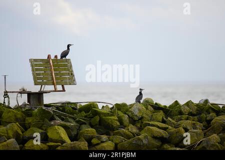 cormorant, several, harbor, pier Stock Photo