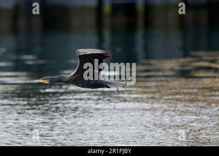 Cormorant, Phalacrocorax carbo, in flight, flying Stock Photo