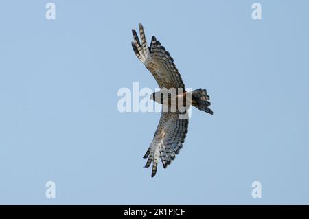African Marsh-Harrier (Circus ranivorus) Middlevlei Nature Reserve, Overberg, South Africa Stock Photo