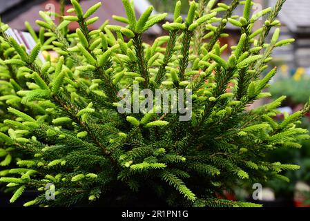 A mature Barnes Oriental Spruce tree (Picea orientalis) in a garden Stock Photo