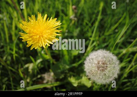 Dandelion flower and seed head Stock Photo
