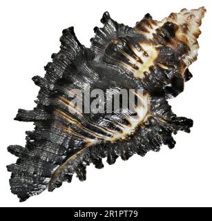 Adusta Murex shell (Chicoreus brunneus) Stock Photo