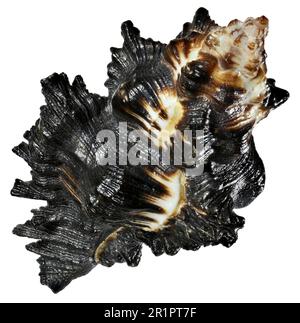 Adusta Murex shell (Chicoreus brunneus) Stock Photo