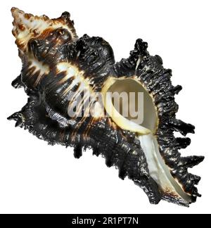 Adusta Murex shell (Chicoreus brunneus) Stock Photo