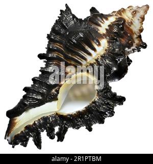 Adusta Murex shell (Chicoreus brunneus) Stock Photo