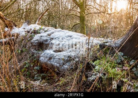 A snow-covered fallen tree in a winter woodland at sunset, UK Stock Photo