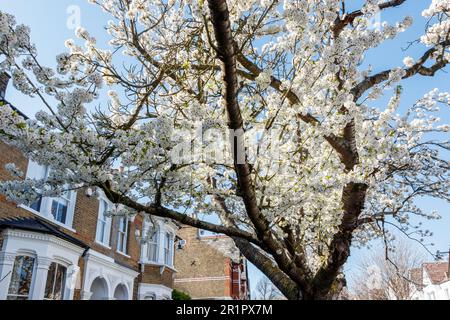 Cherry trees blossoming in spring in a residential area of North London, UK Stock Photo
