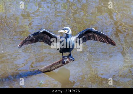 A cormorant dries its outstretched wings while perched on a wooden post in a pond, London, UK Stock Photo