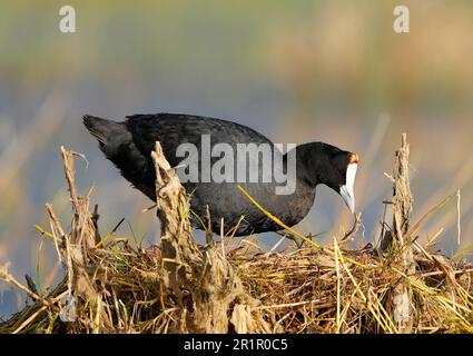 Red-knobbed Coot (Fulica cristata), Bot River lagoon, Overberg, South Africa. Stock Photo