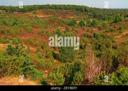 View from Wilseder Berg to the heath landscape Stock Photo