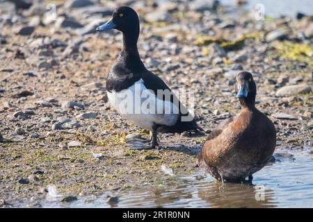 Pair of Tufted Ducks (Aythya fuligula) Stock Photo