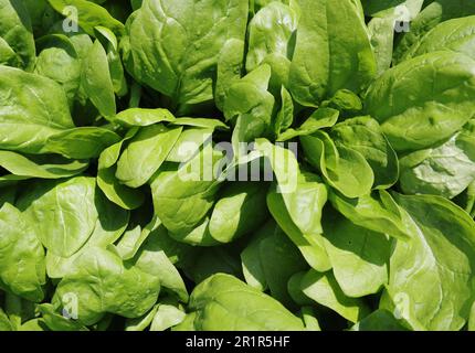 Spinach Leaves Stock Photo