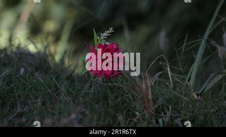 artificial flowers on a grass Stock Photo