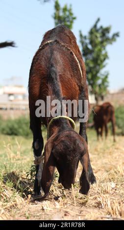 the goat eating a grass on a ground Stock Photo