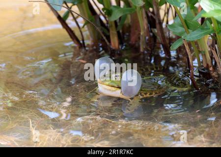 Marsh frog Rana ridibunda, male inflating vocal sacs during mating season  green body with black blotches pointed face loud eerie croaking calls Stock Photo