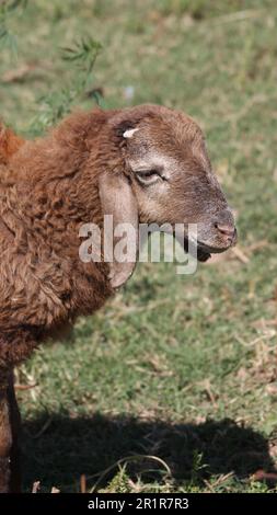 brown sheep on a ground Stock Photo