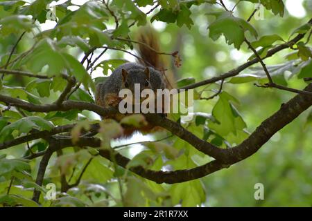 A Red (or Eastern) Fox Squirrel, sciurus niger, sits on a branch of an oak tree and cautiously watches the photographer. Stock Photo