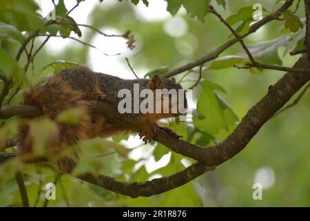 A Red (or Eastern) Fox Squirrel, sciurus niger, sits on a branch of an oak tree and cautiously watches the photographer. Stock Photo