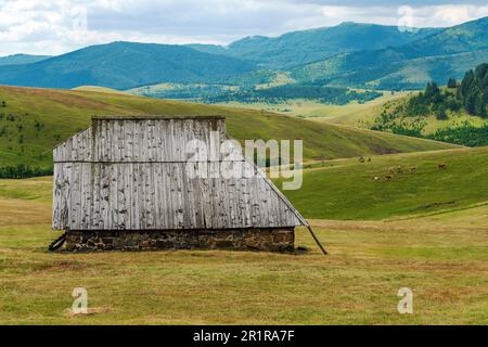 Abandoned old shepherd cottage on pasture land hill in Zlatibor region in Serbia with cows in the background Stock Photo