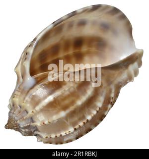 Ventral Harp shell (Harpa cabriti / Harpa ventricosa) c7cm long Stock Photo