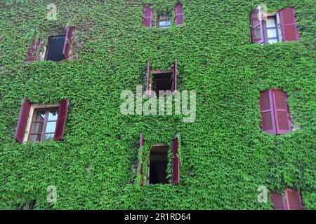 Close-up of traditional windows with window shutters on an ivy covered wall, Piedmont, Italy Stock Photo