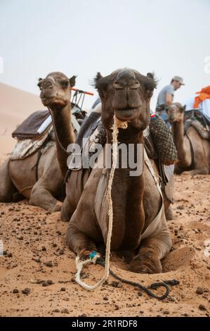 Man standing by a train of Camels resting in Sahara desert, Morocco Stock Photo