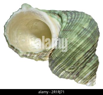 Silver-mouthed Turban / Turbo shell (Turbo Argyrostomus)  c4cm across Stock Photo
