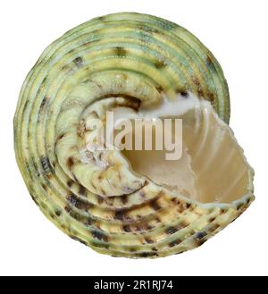 Silver-mouthed Turban / Turbo shell (Turbo Argyrostomus)  c4cm across Stock Photo