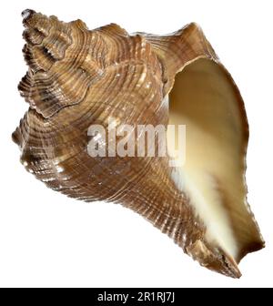 Spiral melongena / Winding Stair Shell / Melon Conch (Pugilina cochlidium) c8cm. Region: Indo-Pacific Stock Photo