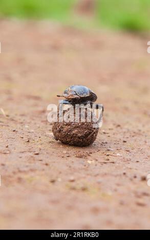 Dung beetle rolling a ball of dung. Alor Mountains, Extremadura, Spain.